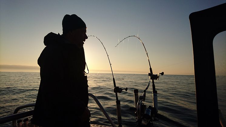 Sportfiske i Hanöbukten