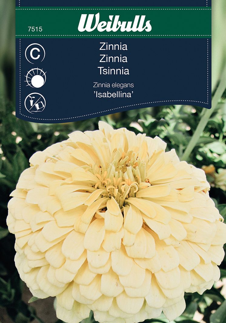 7515_zinnia