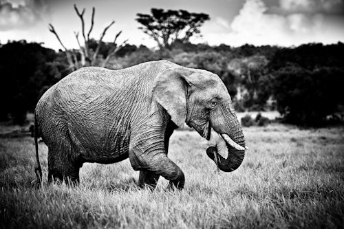Elefanthanne i Laikipia, Kenya