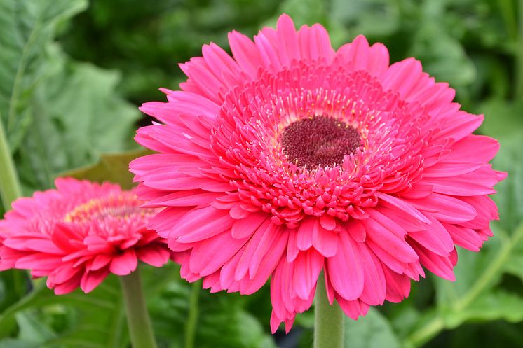 Patio Gerbera