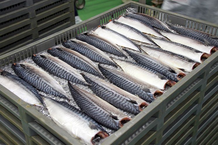 Norwegian mackerel
