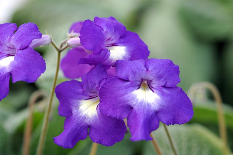 Streptocarpus Heidi