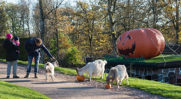 Höst i Djurparken