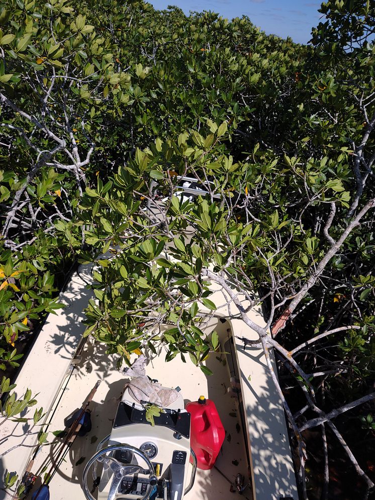 Hi-res image - ACR Electronics - Frank Boyar's flats skiff suspended in the mangroves