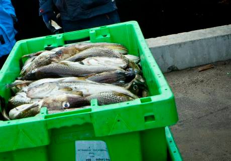 HaV får 26 miljoner för att spåra fisk 