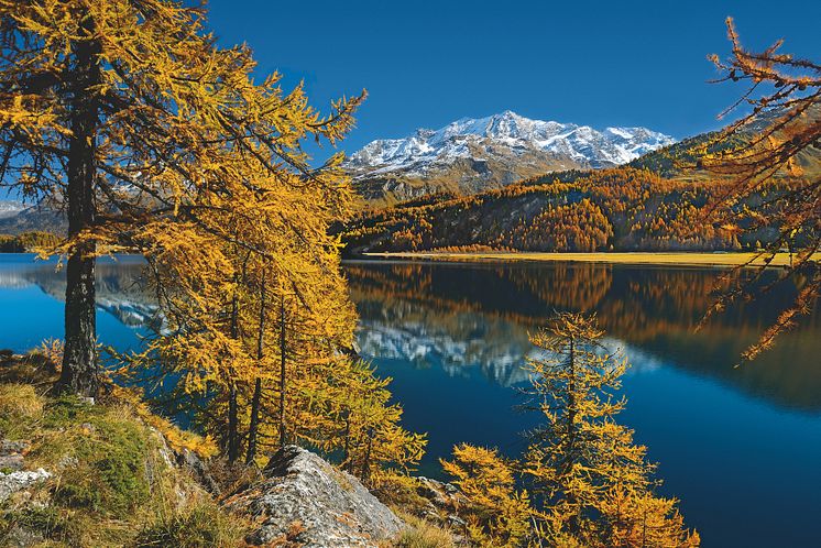 Herbststimmung im Kanton Graubünden mit goldenen Lärchen am linken Ufer des Silvaplanersees 