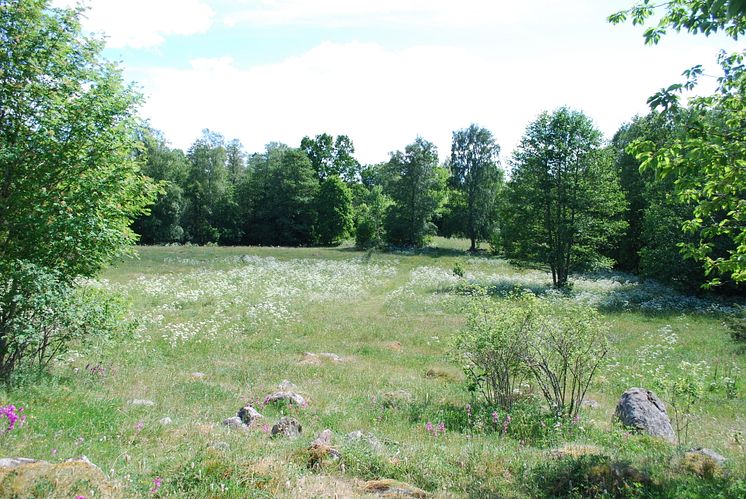 Gullängens naturreservat