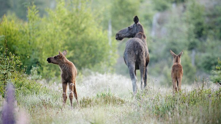 Prm Faunapassage 1280x720 - foto - Anders Åberg - Johner