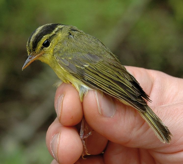 SLU-forskare upptäckte ny fågelart i Asien