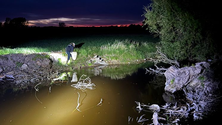 Biologerne på feltarbejde en tirsdag aften i maj. Foto: Kenneth Prehn