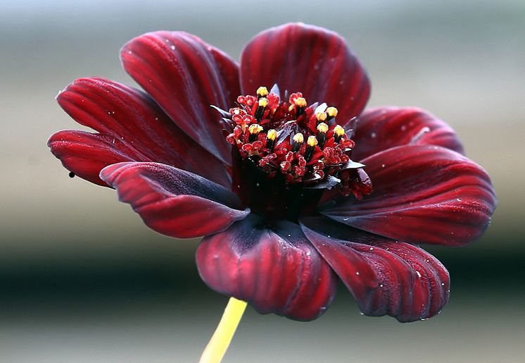 Chokladskära - Blomsterlandet 2023