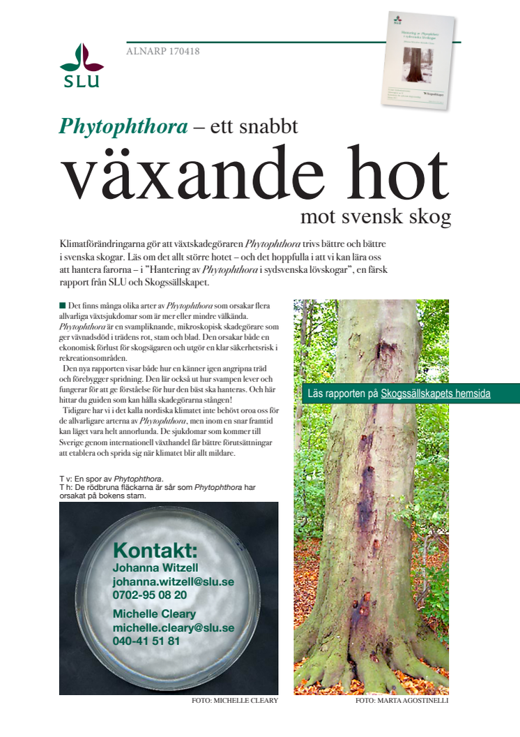 Phytophthora - ett snabbt växande hot mot svensk skog
