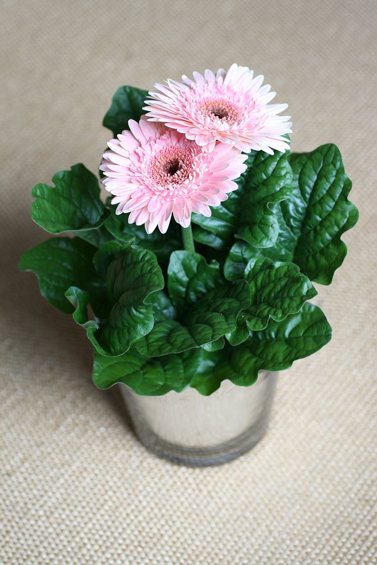 Gerbera 1