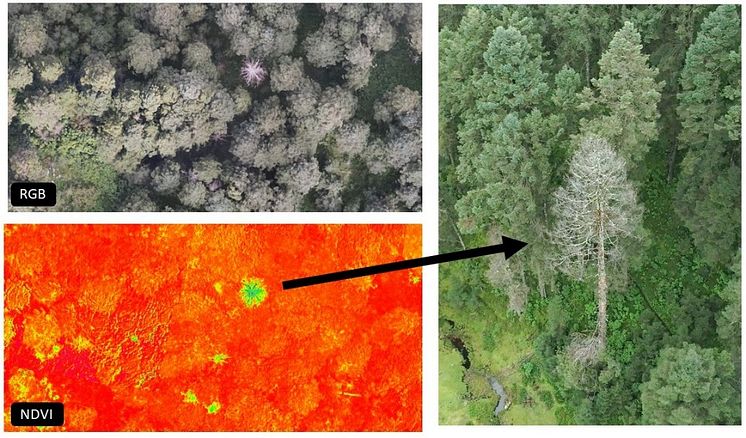 Affected trees are clearly visible with NDVI thanks to the M3M