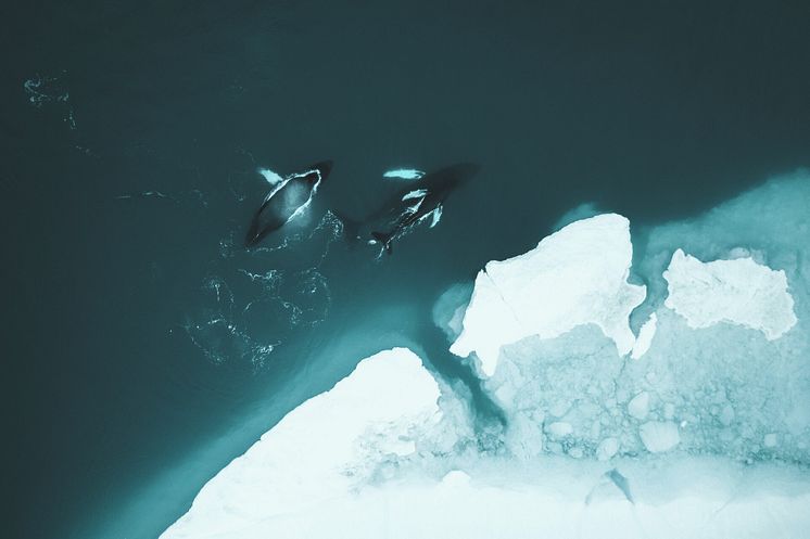 Greenland_Whales_Photo_Stian__Klo