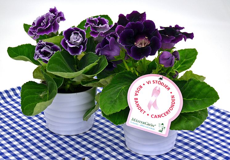 Dagens Rosa Produkt 14 oktober - en Gloxinia från Mäster Grön