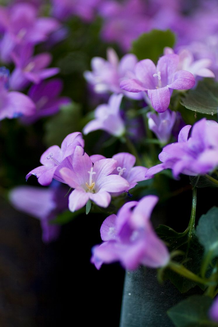 Stjärnklocka - Campanula poscharskyana