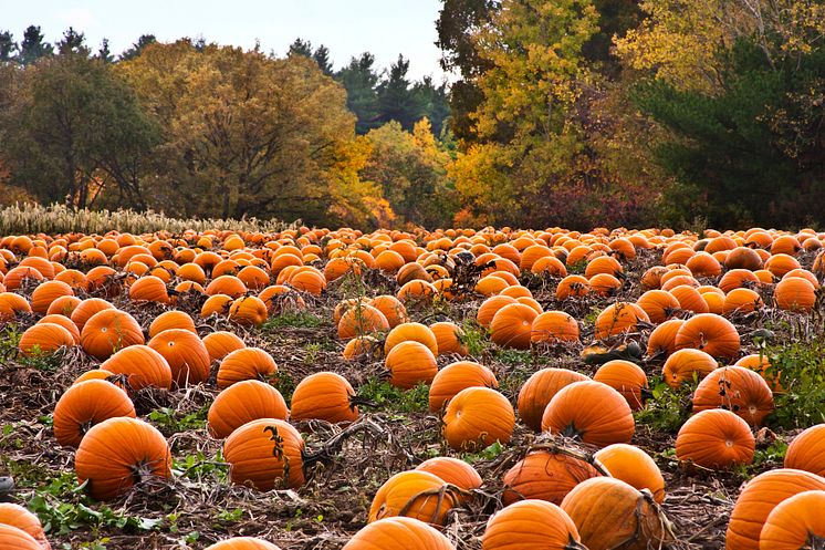 "Pumpkin patch" i USA.