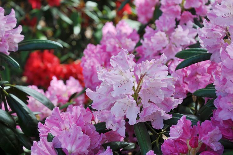 Rhododendron