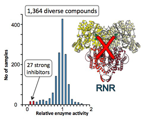 RNR-enzym II