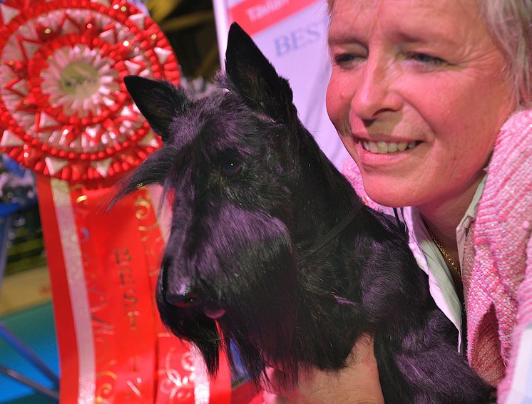 Best in show i MyDOG 1 blev en Skotsk Terrier, Raglan Rachel Rose, ägs av Cristiana Capece 