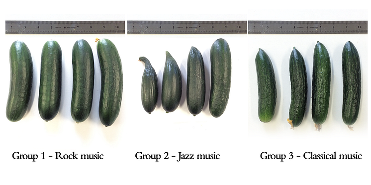 Cucumber Growth Timelapse Music Treatment - Experiment 