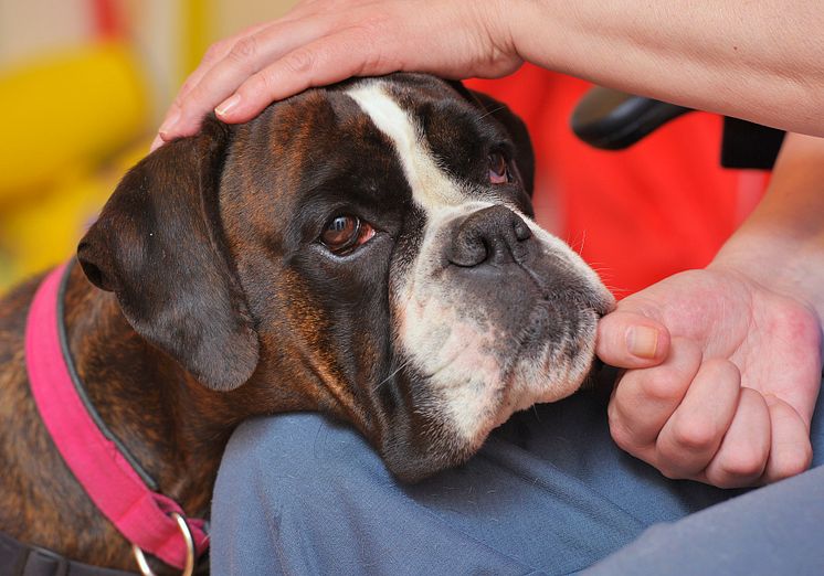 Hilda är Årets sociala tjänstehund 2016