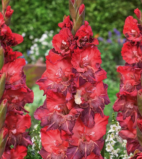 Papegojgladiol 'Doubna' Blomsterlandet 2023