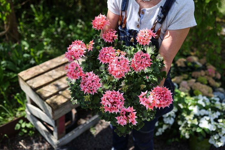 Årets Pelargon 2025 1 Pelargonium Summer Twist Rose foto annikasnaturligating.jpg