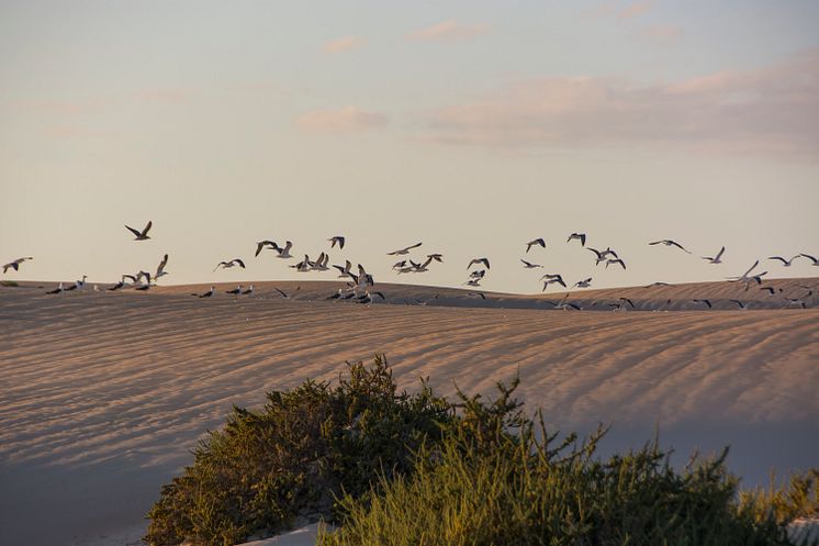 Dunas de Corralejo