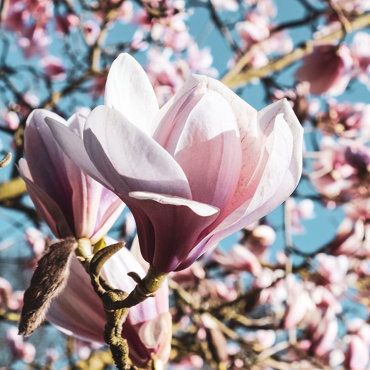 magnolia-denudata-fragrant-cloud-511351-shutterstock_1659840346