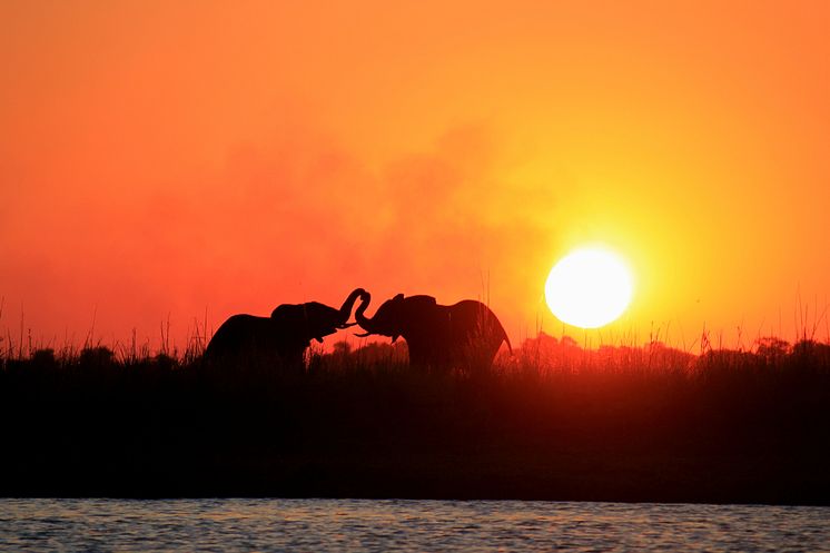Sunway Botswana Chobe elephants sunset Henry Bell
