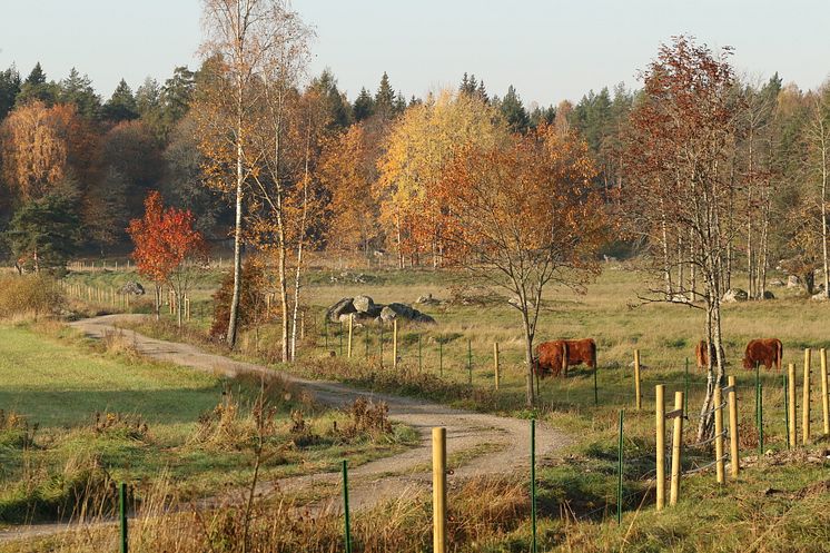 Omgivning i Ässkog_foto_orebro_kommun_2