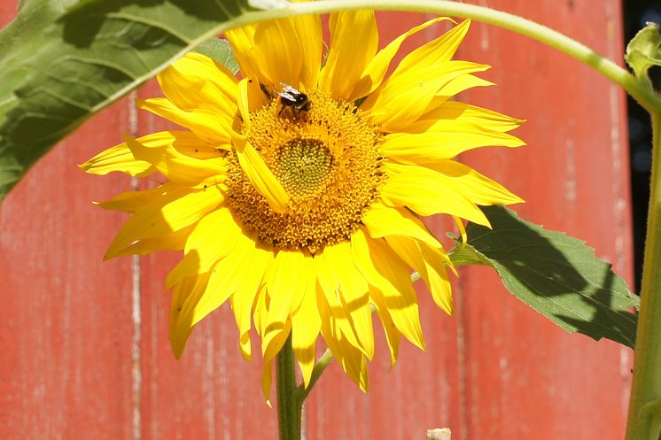 Humle hjelper til med pollinering