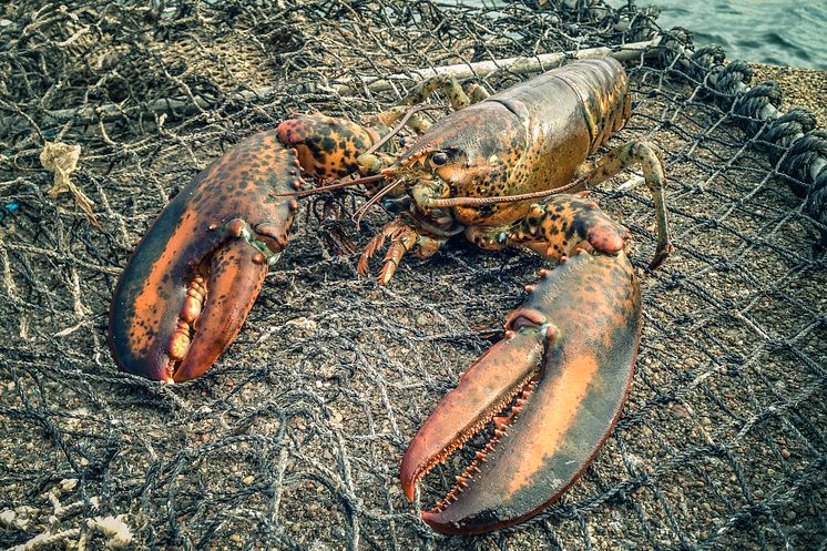 Amerikansk hummer (Homarus americanus)