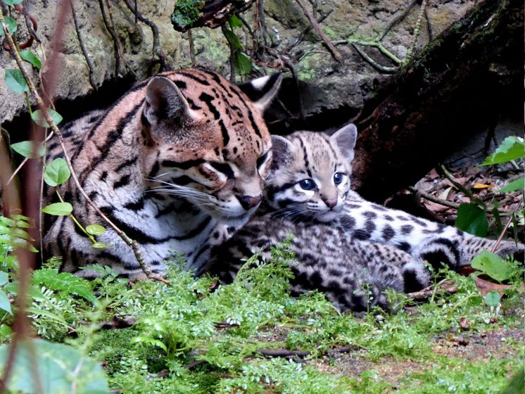 Ozelot Daphne mit ihrer Tochter - Foto: Zoo Leipzig