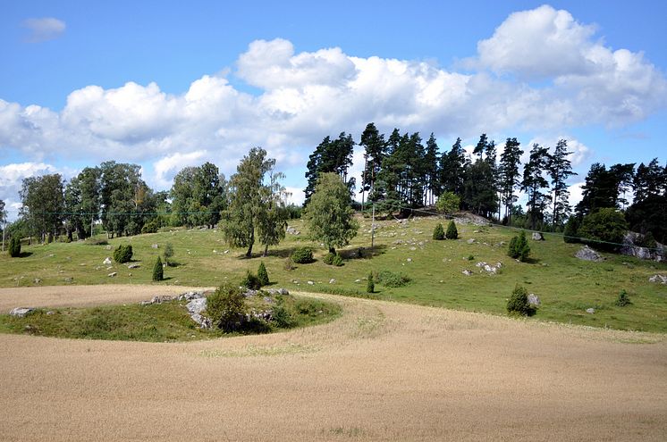 En naturbetesmark och en åkerholme.