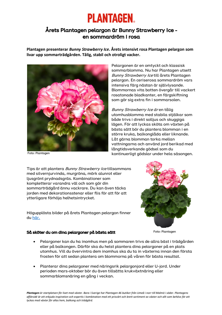 Årets Plantagen pelargon .pdf