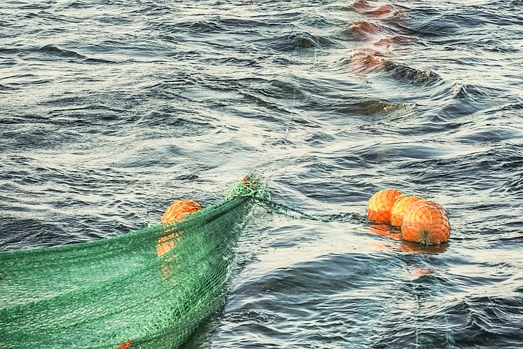 Misstänkta fall av utkast av småräka anmälda till åklagarmyndigheten