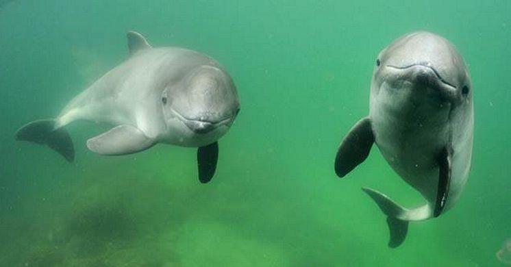 Ny plan för att bevara tumlare i Kattegatt