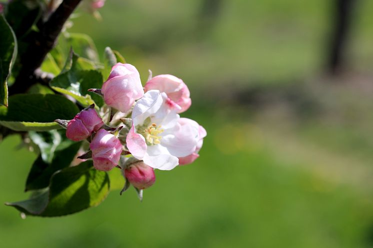 ÄPPELBLOM blomma1