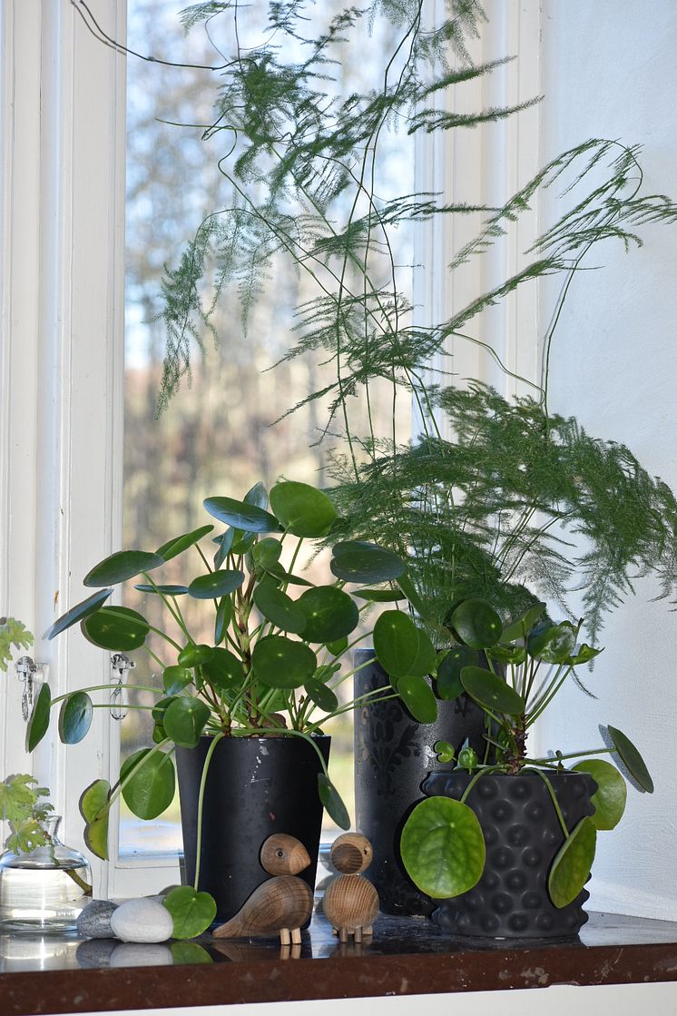 Parasollpilea och sparris