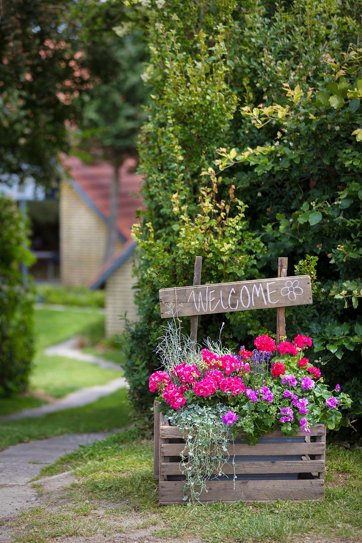 Pelargoner i trädgården