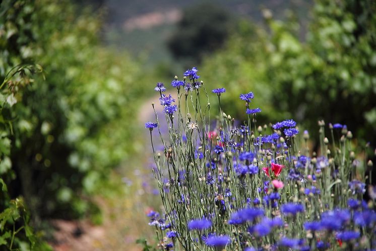 Blomster i vinmarkene hos Emiliana