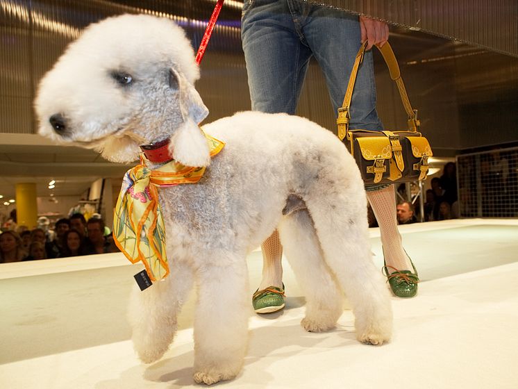 Dogs On Catwalk - NK Göteborg