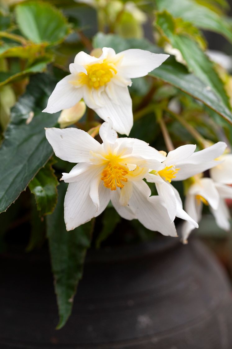 Begonia boliviensis Summerwings Boliviabegonia Foto @annikasnaturligating