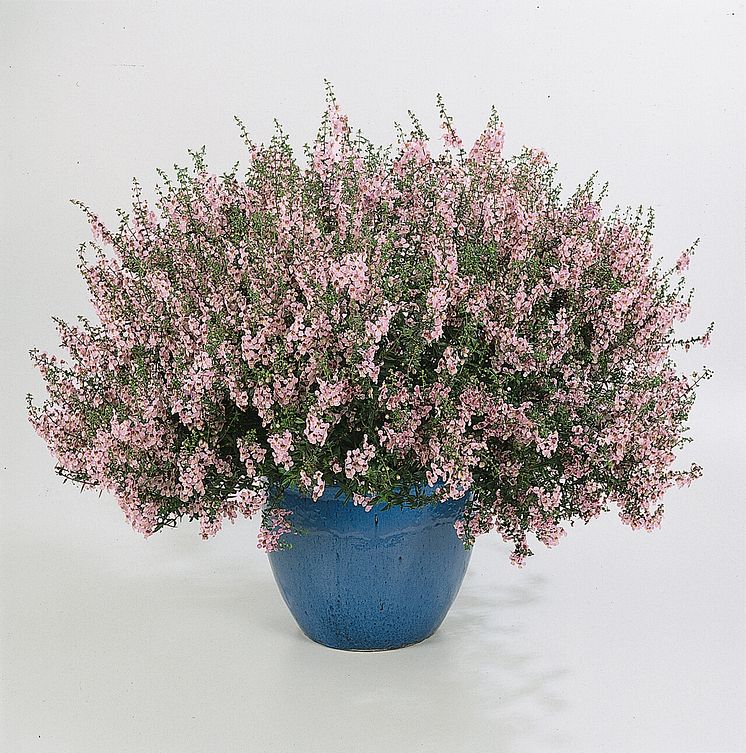 Angelonia Angelmist Light Pink