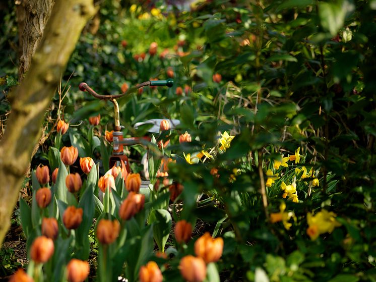 Vinn 1 av 100 blomsterlökspaket till din skola