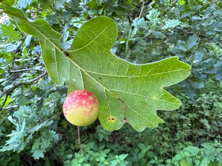 Galläpple på ek (CC BY 4.0 katrin_simon)