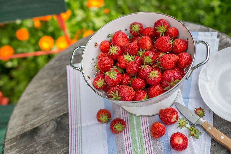 10_Delicious strawberries_Neudorff.jpg